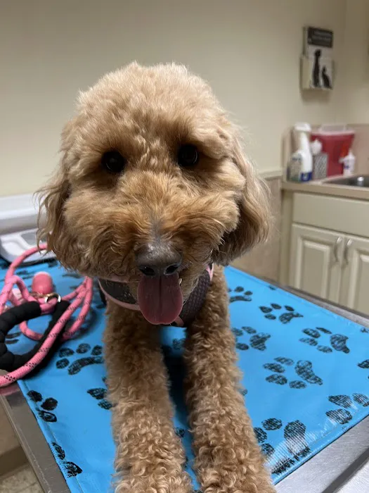 Fenton Veterinary Clinic LLC Picture 8