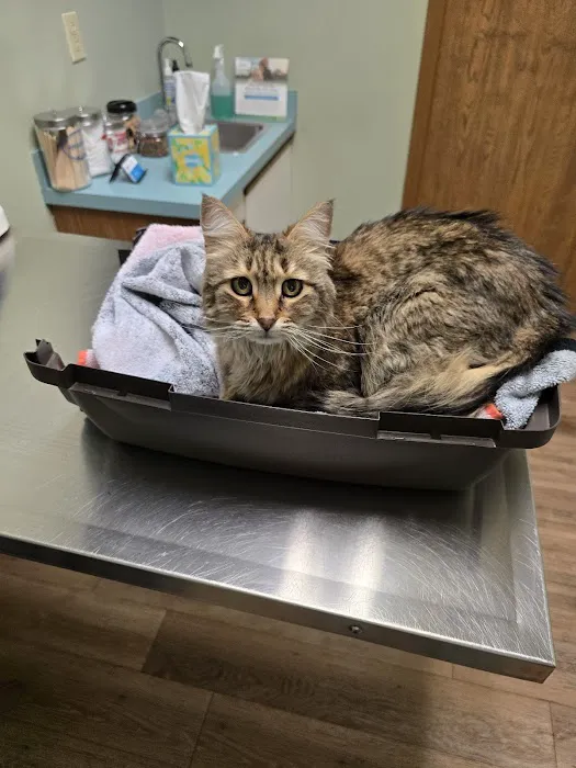 Pointe Animal Hospital Picture 5
