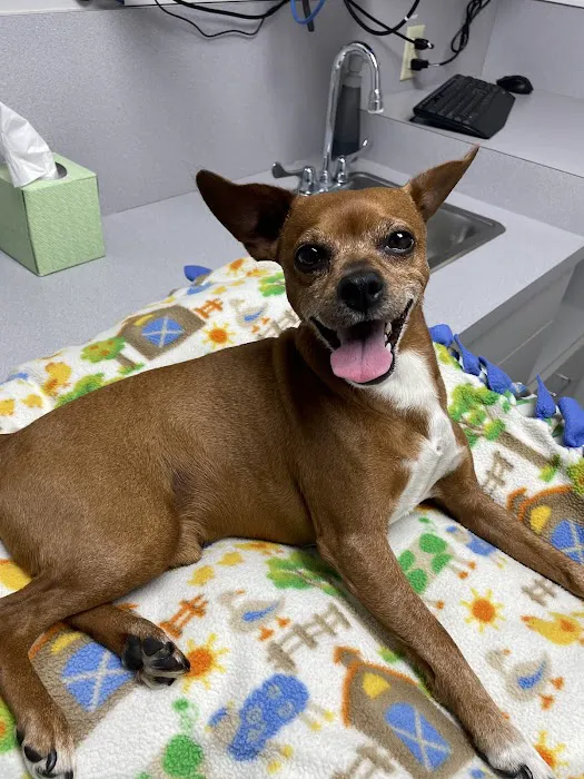 Companion Animal Hospital Picture 1