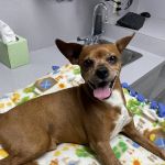 Companion Animal Hospital