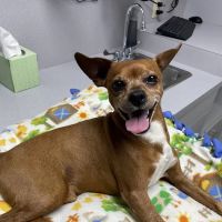 Companion Animal Hospital ico