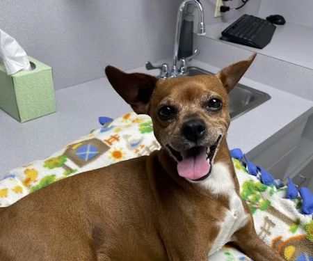 Companion Animal Hospital