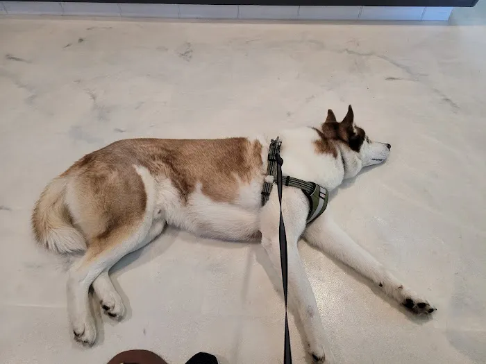 Companion Animal Hospital Picture 2