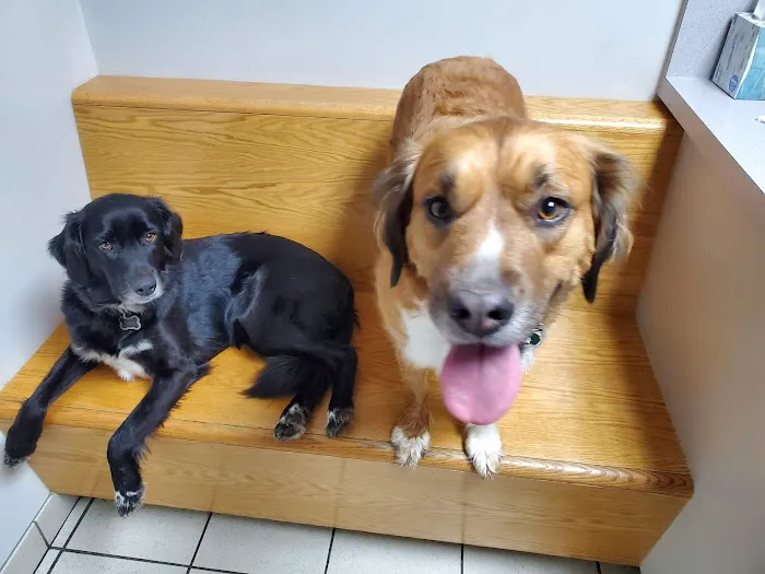 Companion Animal Hospital Picture 3