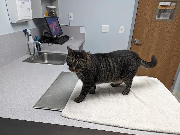 Companion Animal Hospital Picture 5