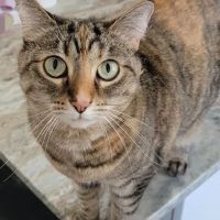 Cross Veterinary Clinic ico