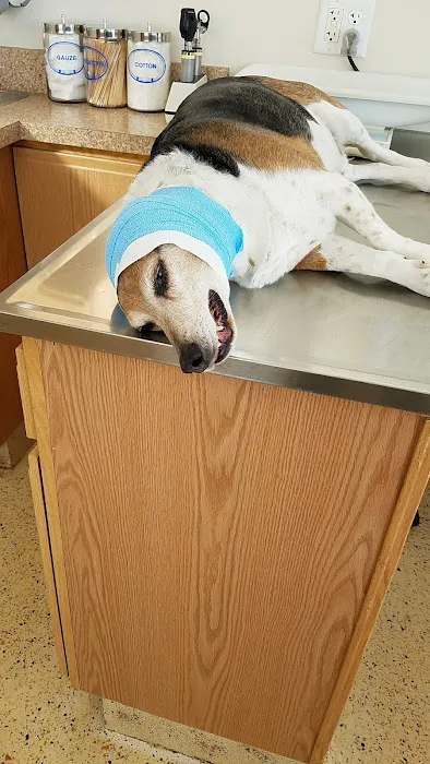 Cross Veterinary Clinic Picture 8