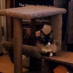 Genesee Veterinary Hospital