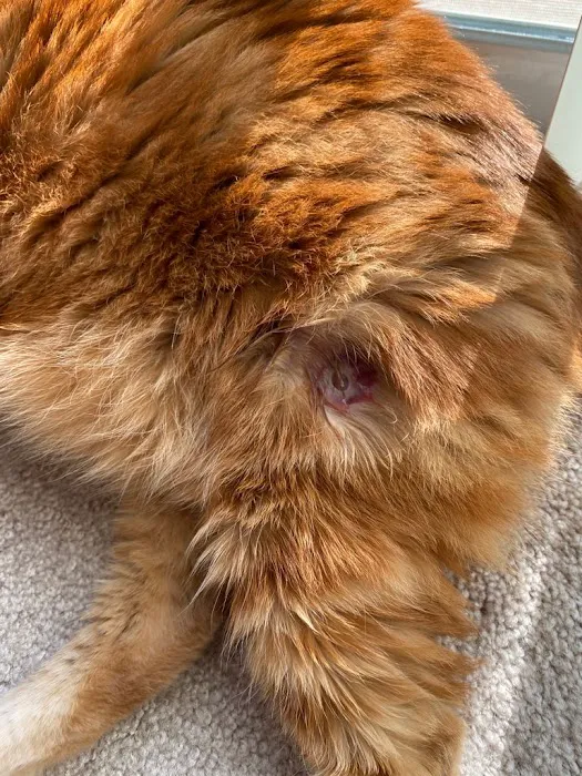 Animal Emergency Hospital Picture 3