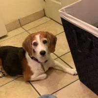 Animal Emergency Hospital ico
