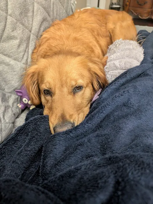 Animal Emergency Hospital Picture 7