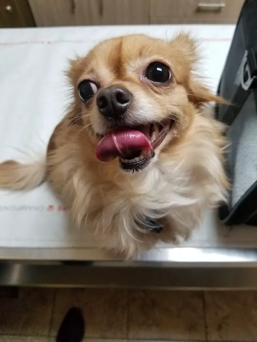 Eascor Animal Hospital Picture 1