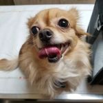 Eascor Animal Hospital