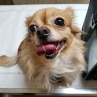 Eascor Animal Hospital ico