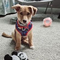 Red Barn Veterinary Medical Center ico