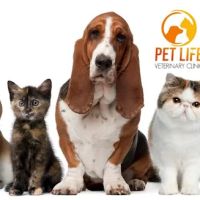Pet Life Veterinary Clinic ico