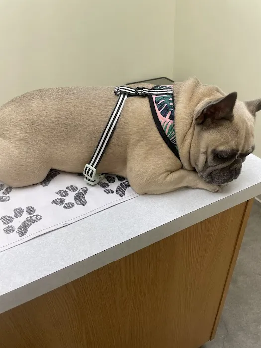 Pet Life Veterinary Clinic Picture 5
