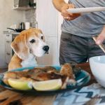 Safe and Effective Diet Plans for Overweight Dogs Recommended by Veterinarians | Brothers Pets