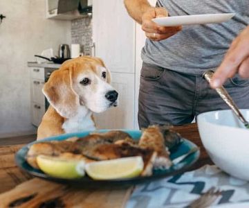 Safe and Effective Diet Plans for Overweight Dogs Recommended by Veterinarians | Brothers Pets
