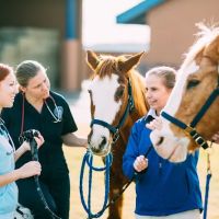 Midwestern University Large Animal Clinic ico