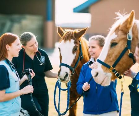 Midwestern University Large Animal Clinic
