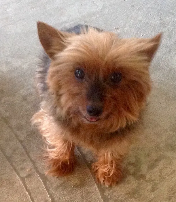 Midwestern University Companion Animal Clinic Picture 2