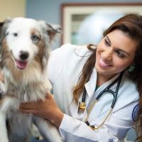 Midwestern University Companion Animal Clinic ico