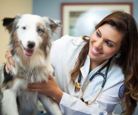 Midwestern University Companion Animal Clinic