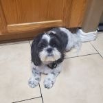 Apollo North Animal Hospital