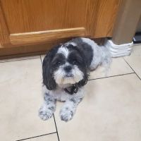 Apollo North Animal Hospital ico