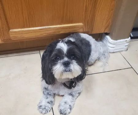 Apollo North Animal Hospital