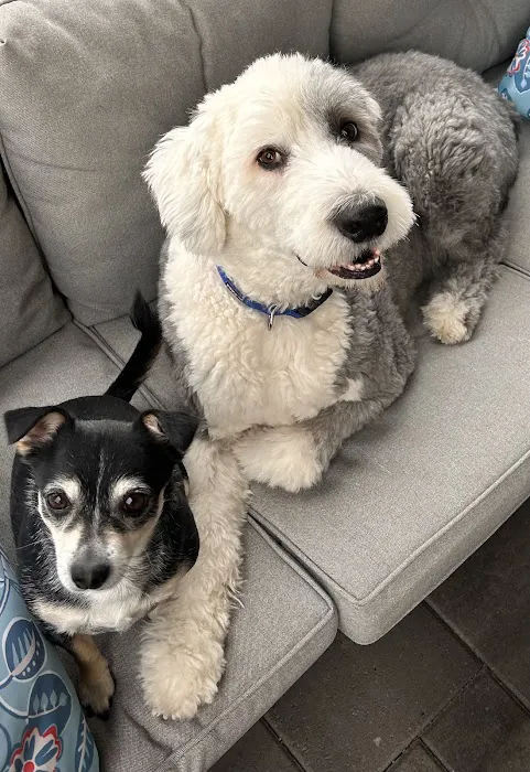 Apollo North Animal Hospital Picture 5