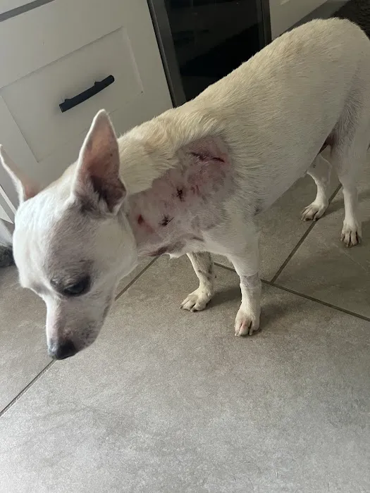 BluePearl Pet Hospital Picture 3