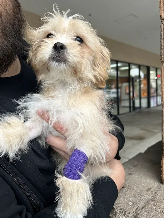 BluePearl Pet Hospital Picture 5