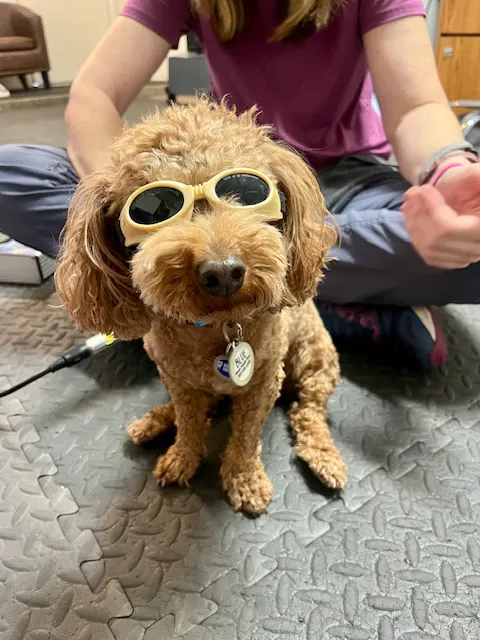 Arizona Veterinary Physical Rehabilitation Picture 2