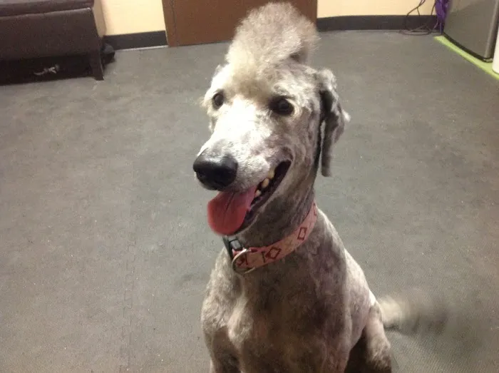 Arizona Veterinary Physical Rehabilitation Picture 3