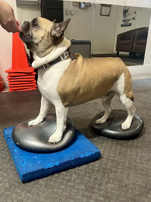 Arizona Veterinary Physical Rehabilitation Picture 4