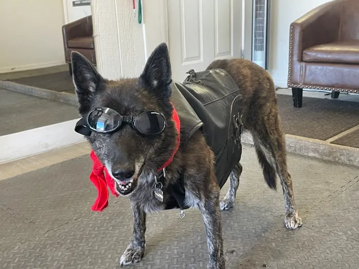 Arizona Veterinary Physical Rehabilitation Picture 9