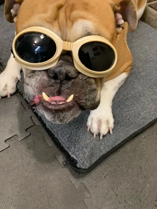 Arizona Veterinary Physical Rehabilitation Picture 10