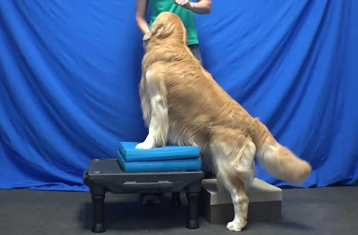 Arizona Veterinary Physical Rehabilitation Picture 7