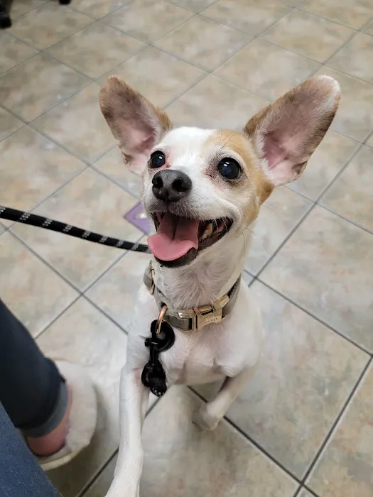 Lovet Pet Health Care - Beardsley Picture 3