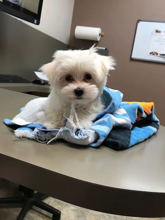 Lovet Pet Health Care - Beardsley Picture 1