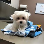 Lovet Pet Health Care - Beardsley