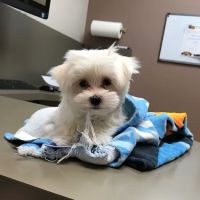 Lovet Pet Health Care - Beardsley ico