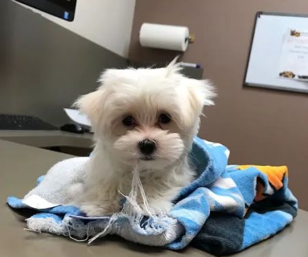 Lovet Pet Health Care - Beardsley
