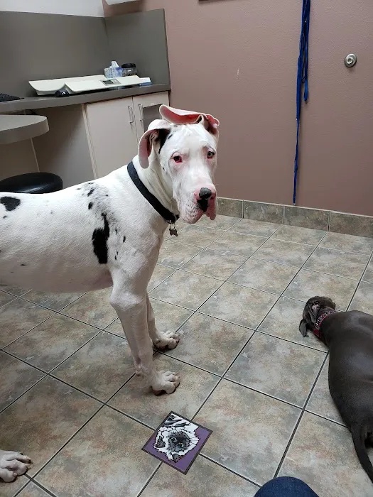 Lovet Pet Health Care - Beardsley Picture 9