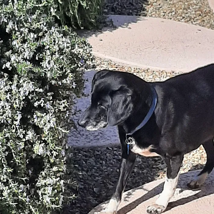 Stetson Hills Animal Hospital Picture 1
