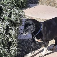 Stetson Hills Animal Hospital ico