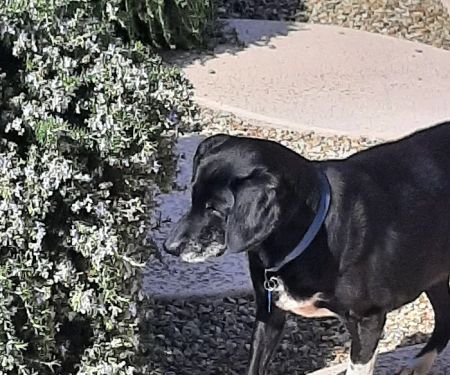 Stetson Hills Animal Hospital