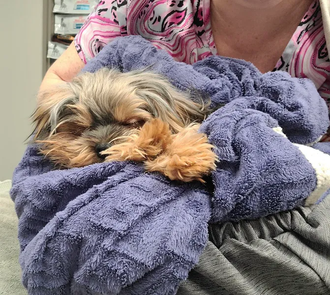 Stetson Hills Animal Hospital Picture 8